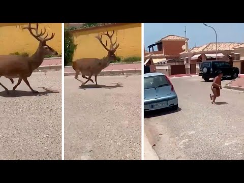 [Vidéo] Deux cerfs chargent un jeune garçon en pleine ville