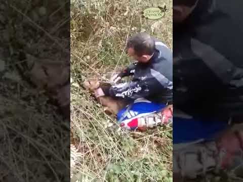 [Vidéo] Un chevreuil sauvé d’une mort certaine