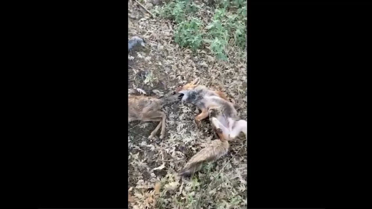 [Vidéo] Un homme sauve la vie d’un faon prisonnier des crocs d’un renard