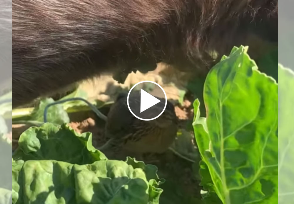 [Vidéo] Une caille s’abrite sous un chien à l’arrêt !