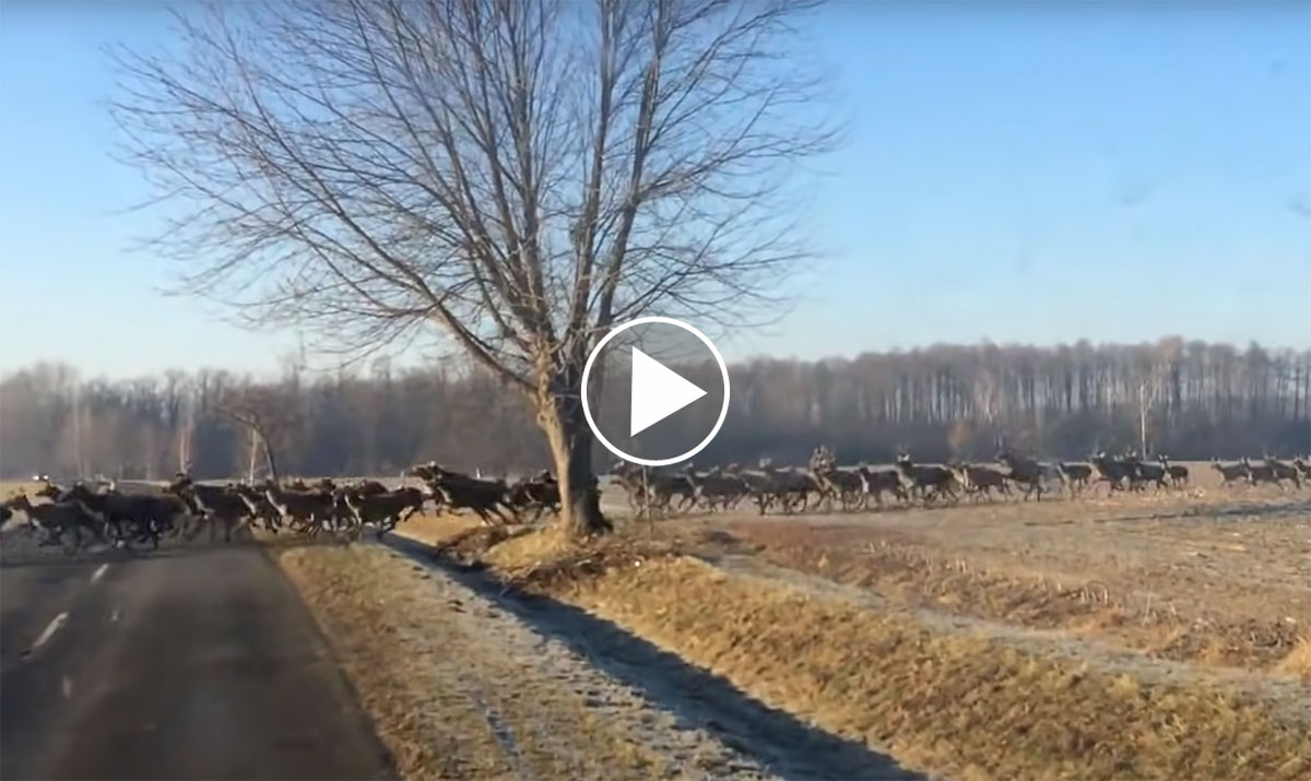 [Vidéo] Des centaines de cervidés traversent une route