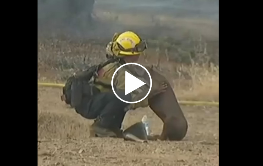 [Vidéo] 2 chiens de chasse sauvés d’un incendie