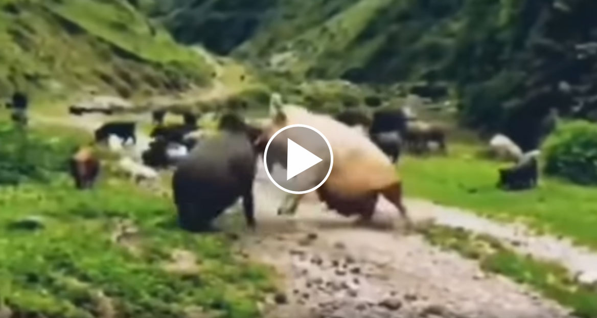 [Vidéo] Violent combat entre un sanglier et un cochon