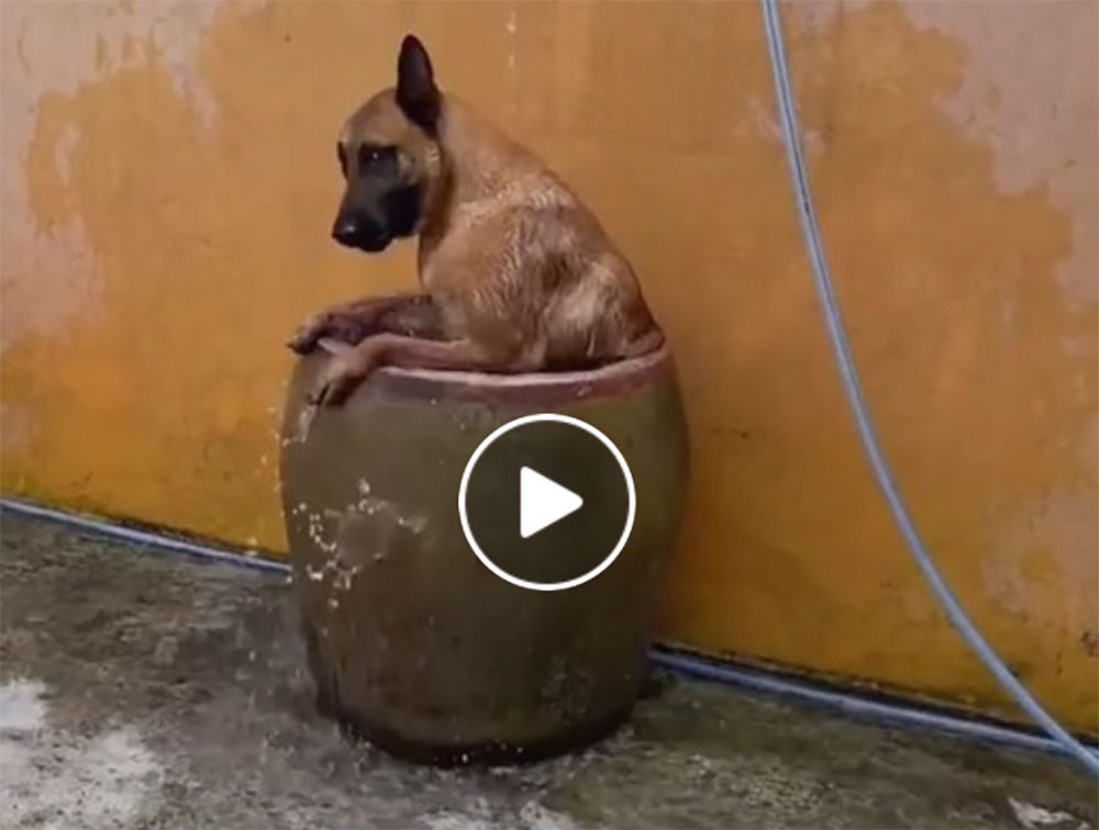 [Vidéo] Un chien trouve un moyen surprenant pour se rafraîchir