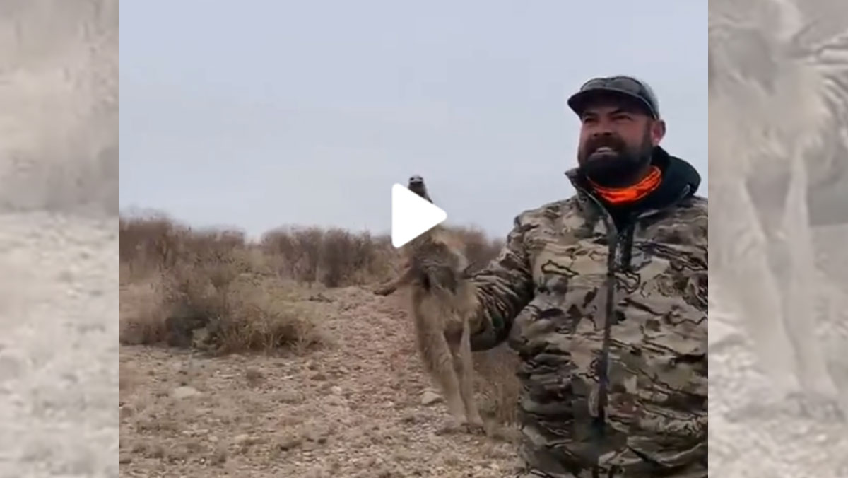 [Vidéo] Un petit « marcassin » se rebelle contre son agresseur