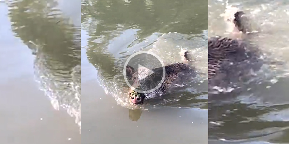 [Vidéo] Un sanglier sauvé d’une noyade certaine par des chasseurs et un garde champêtre