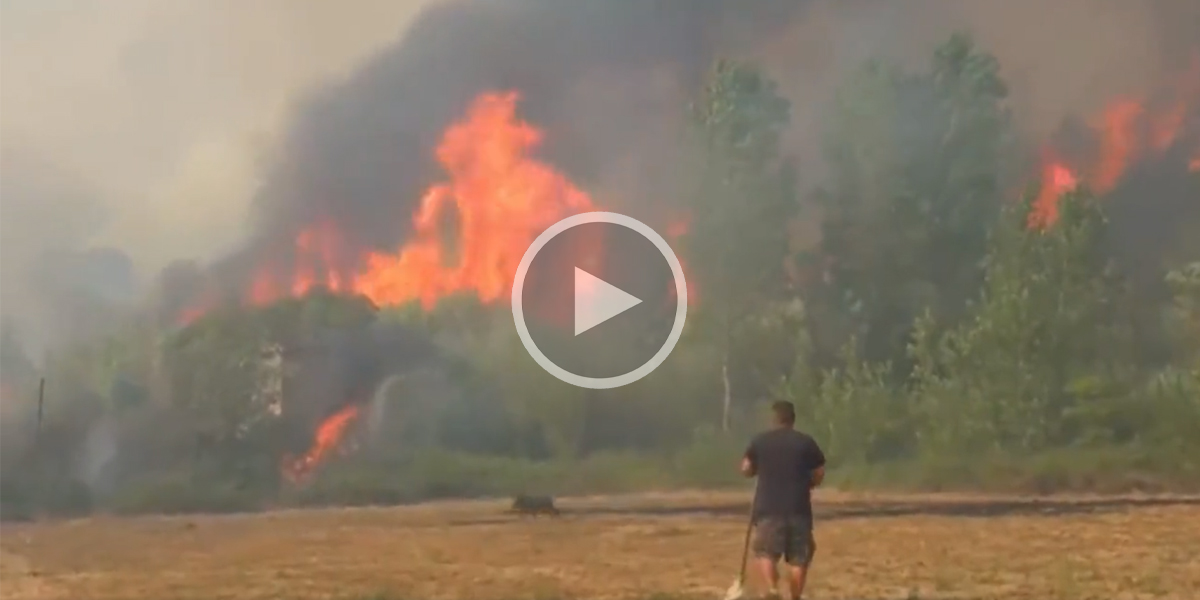 [Vidéo] Un sanglier s’échappe d’un énorme incendie