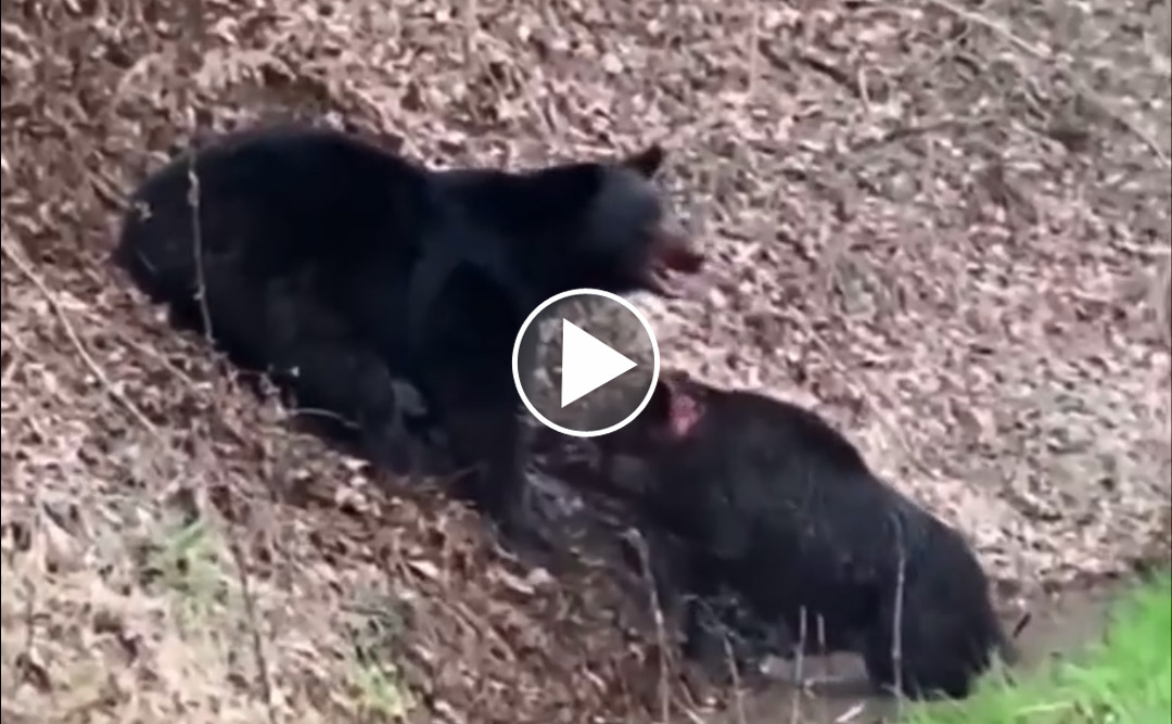 [Vidéo] Un ours tue un gros sanglier