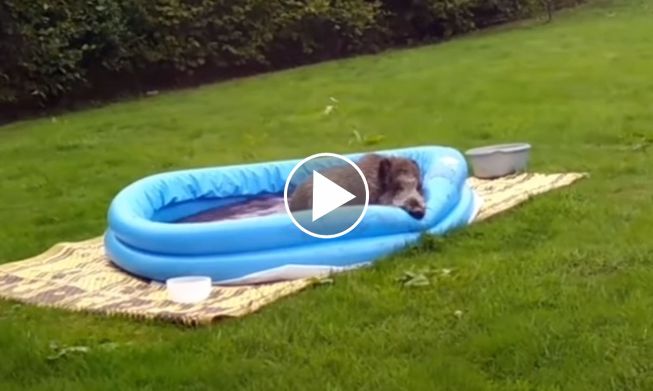 [Vidéo] Un sanglier squatte une piscine gonflable