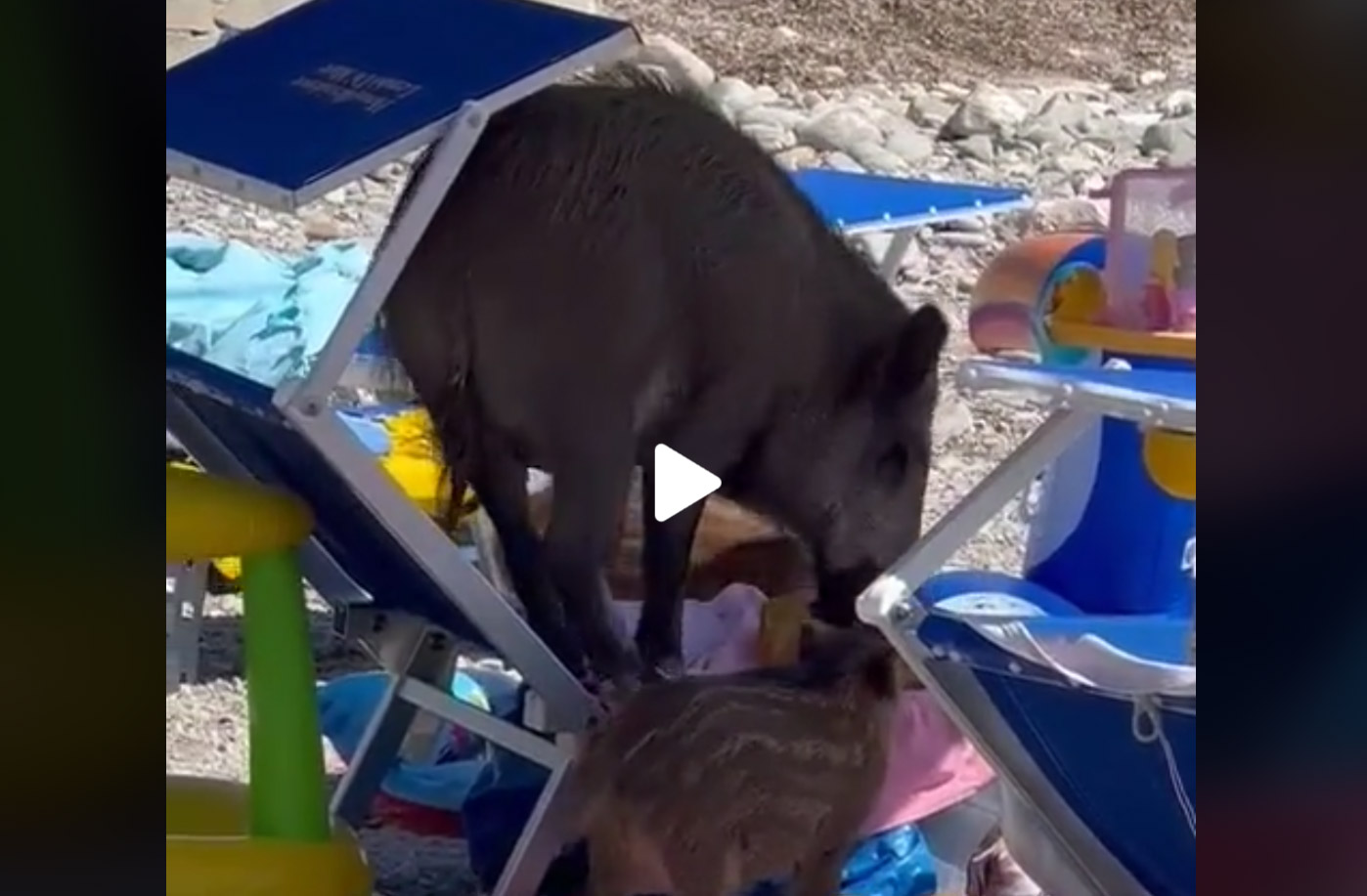 [Vidéo] Quand des sangliers occupent les transats des touristes sur une plage