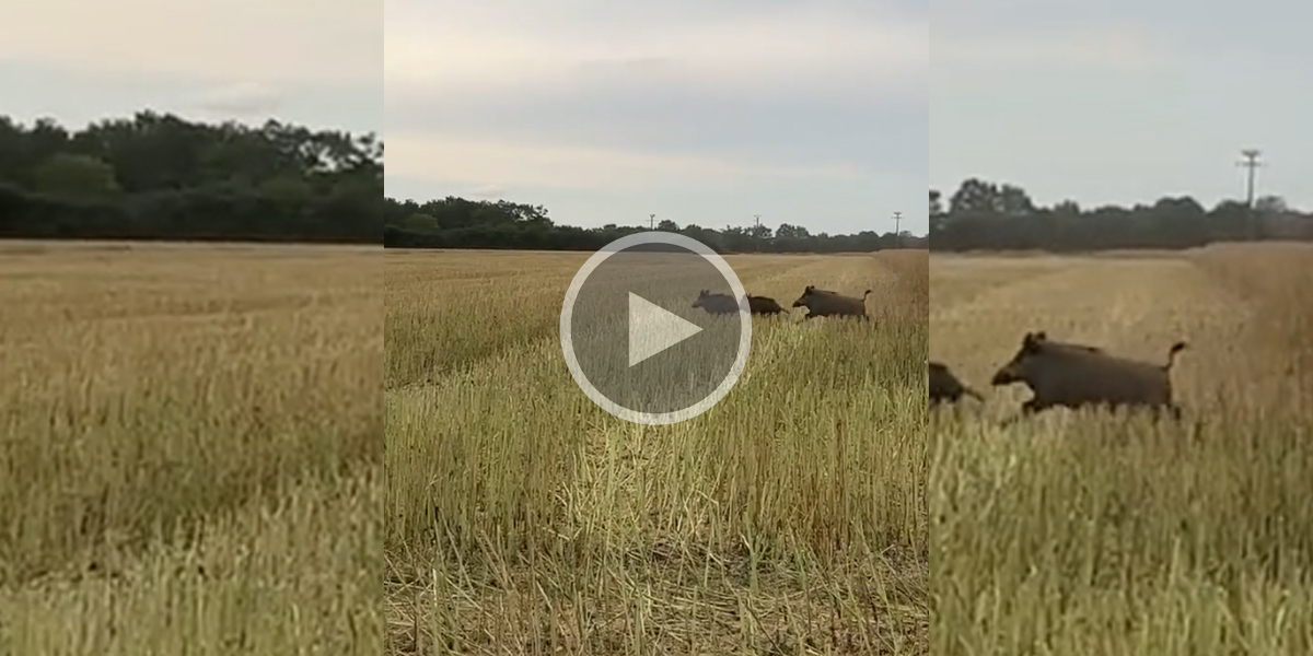 [Vidéo] En pleine moisson, 3 sangliers ont bien failli finir en saucisson