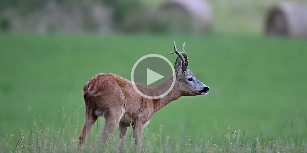 [Vidéo] Rencontre avec un beau brocard en plein été