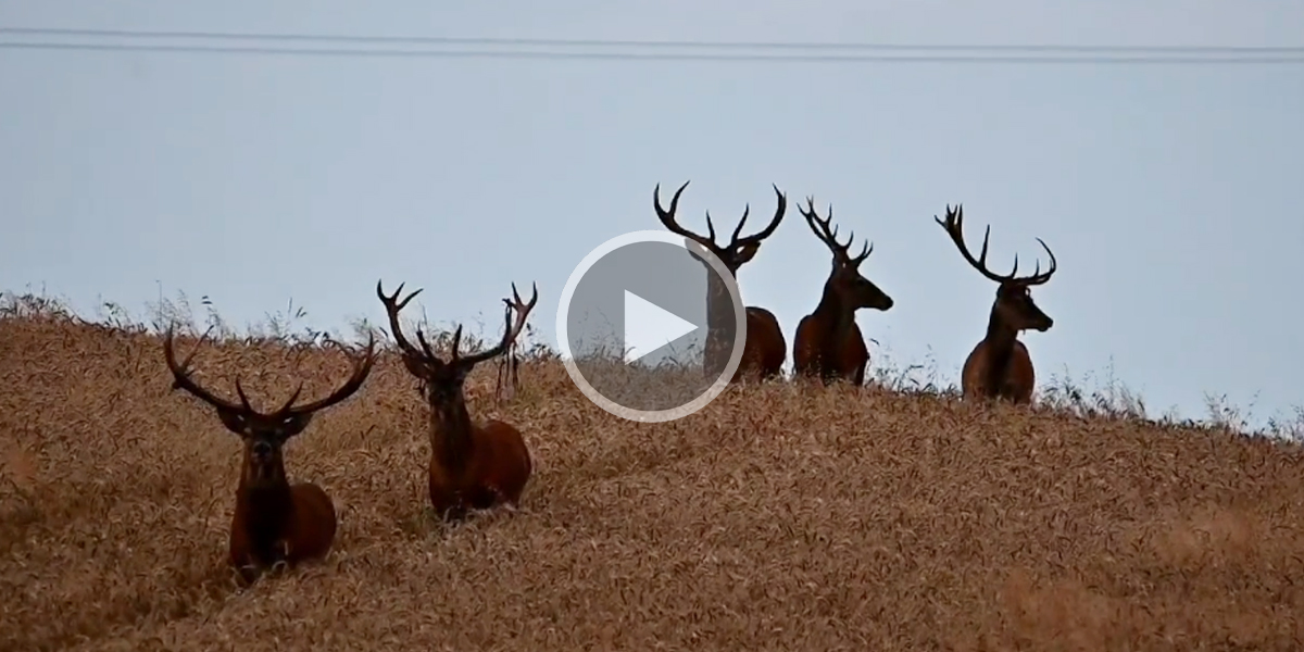 [Vidéo] Cinq cerfs ont repéré le photographe en train de les filmer