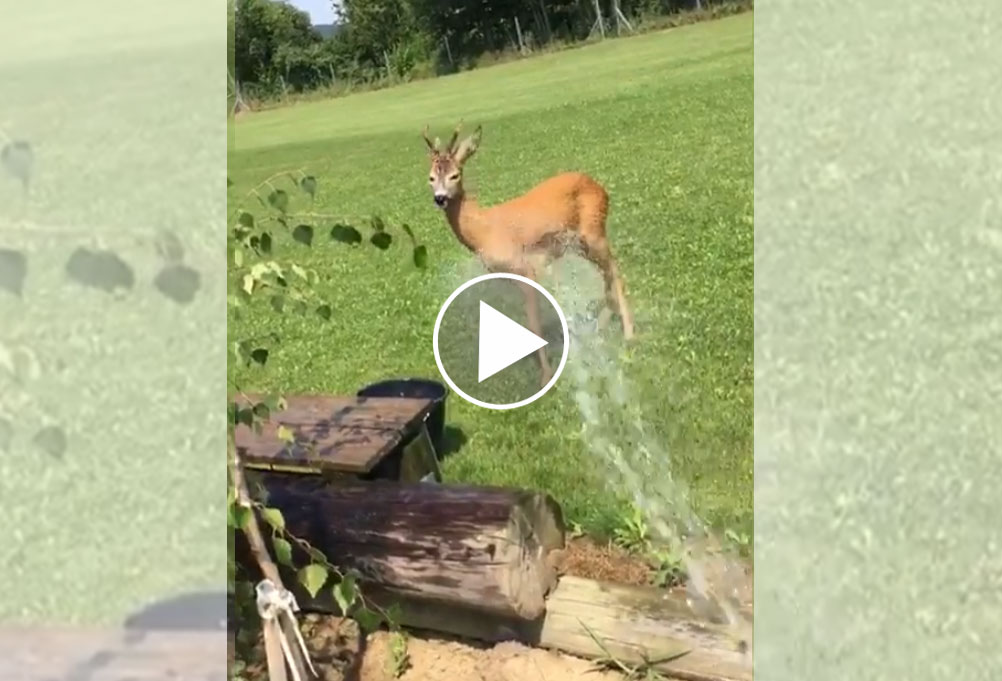 [Vidéo] Un chevreuil souffrant de la chaleur vient se faire arroser dans un jardin