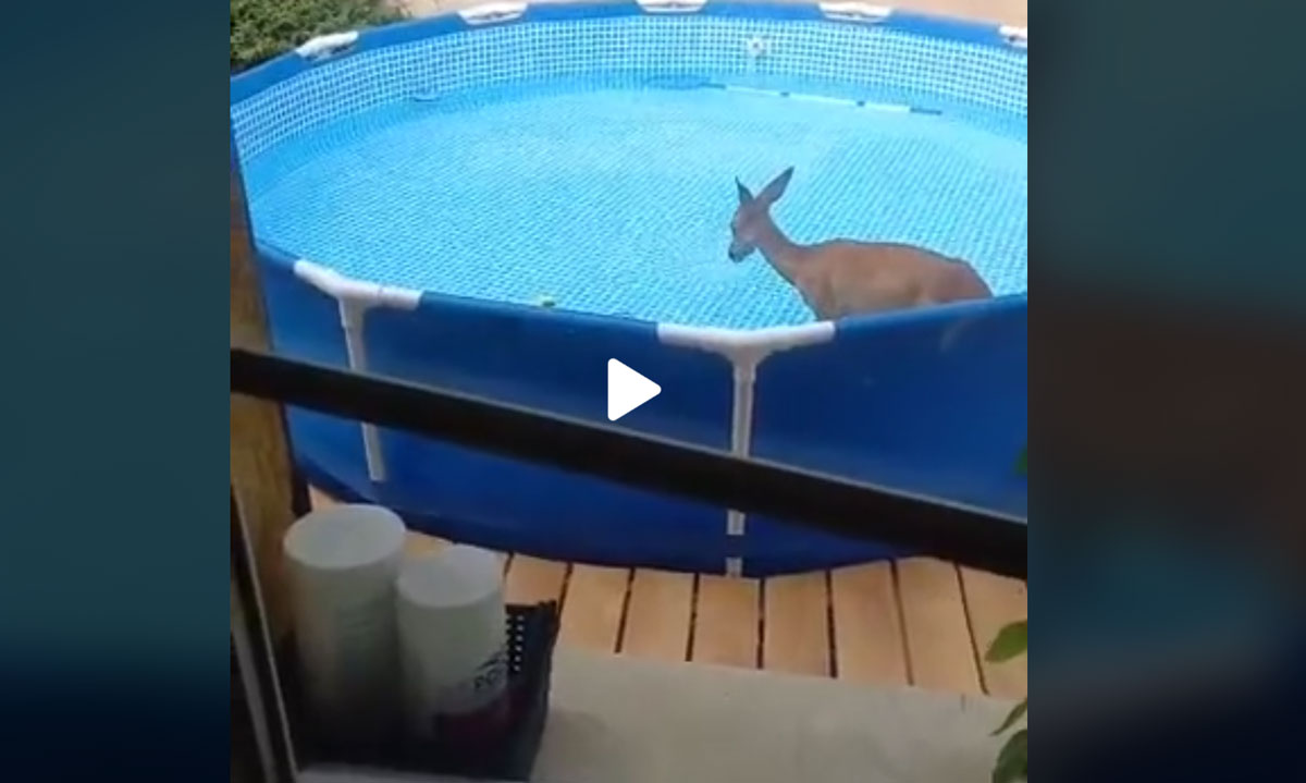 [Vidéo] Un chevreuil se baigne dans une piscine