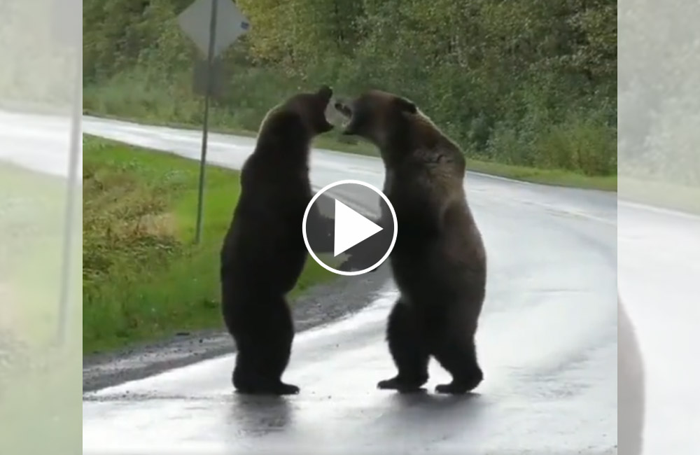 [Vidéo] Un combat terrifiant entre 2 ours