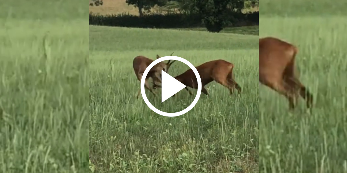 [Vidéo] Deux brocards se livrent une lutte sans merci