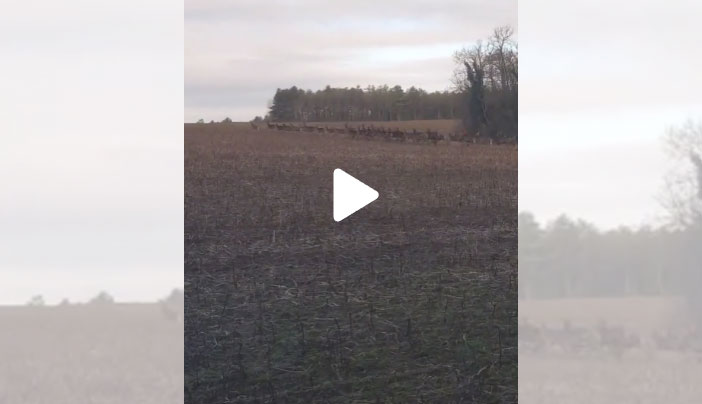 [Vidéo] Quand une grosse harde de cervidés sort au poste