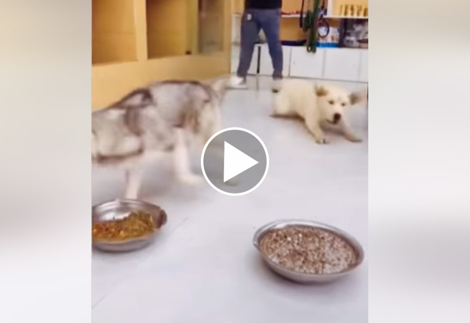 [Vidéo] Un labrador complètement dingue au moment de manger