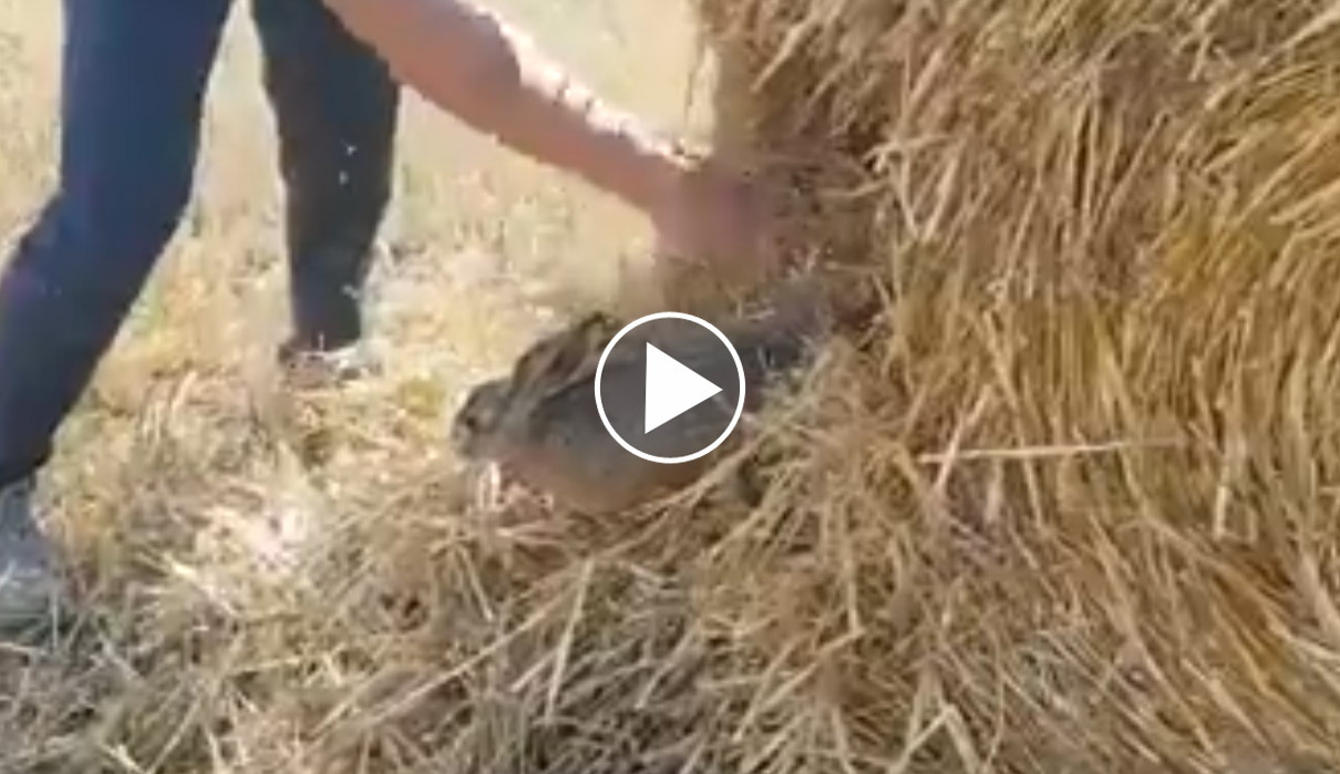 [Vidéo] Un lièvre emprisonné dans une meule de paille