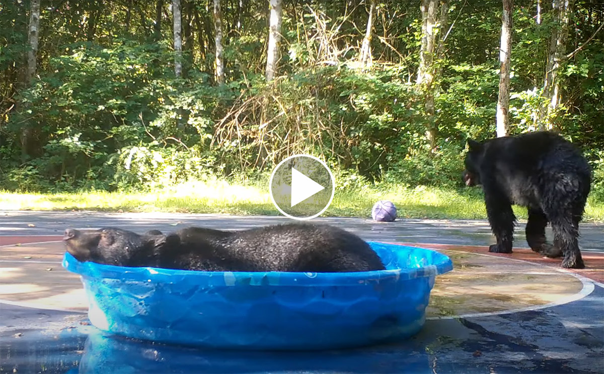 [Vidéo] 2 ours squattent une piscine