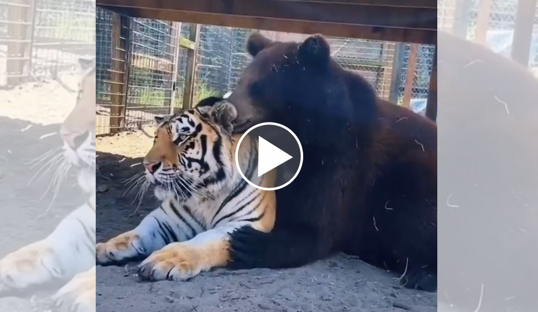 [Vidéo] Un tigre et un ours meilleurs amis du monde !