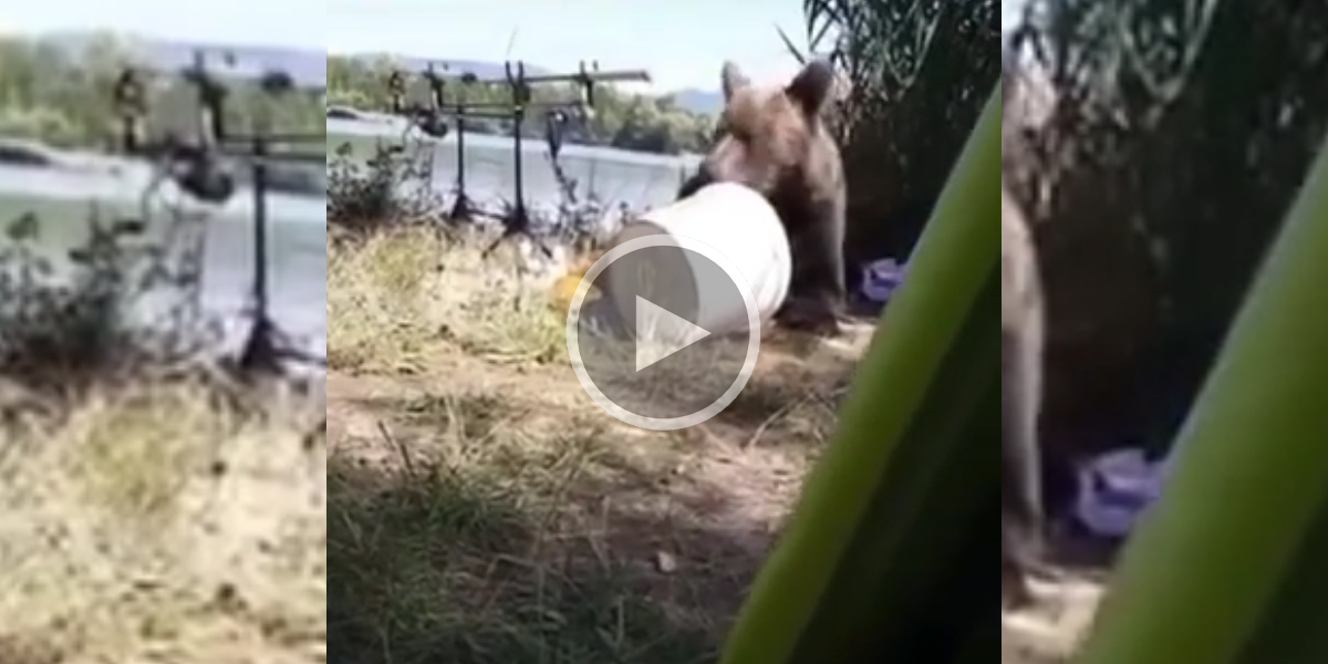 [Vidéo] Un pêcheur filme un ours qui visite son installation