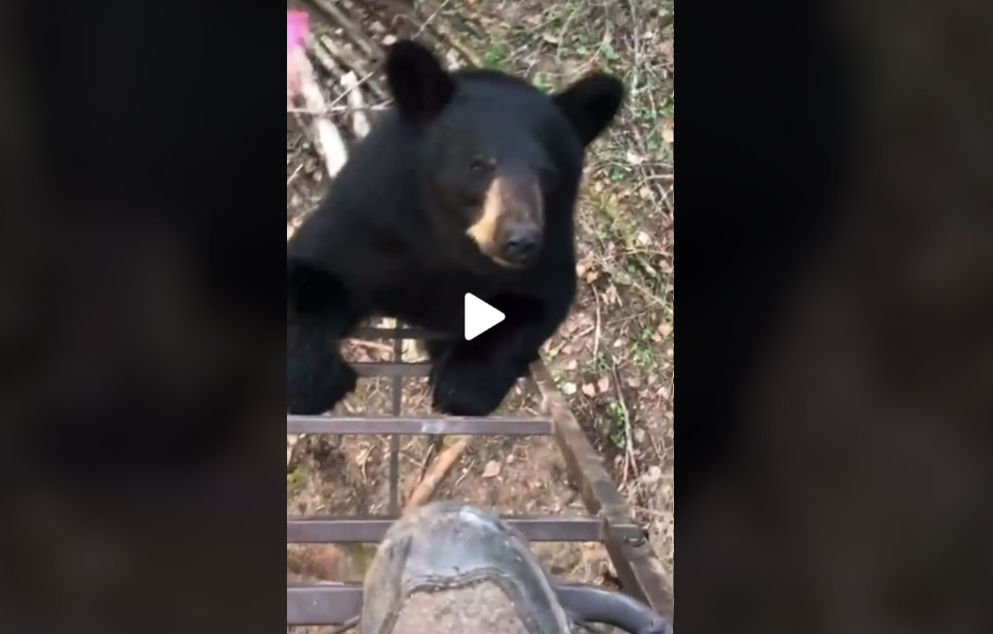 [Vidéo] Un ours est à quelques centimètres d’elle, sa réaction est incroyable