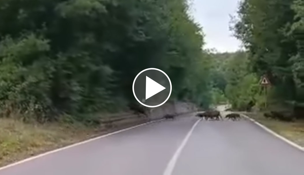 [Vidéo] Une grosse compagnie de sangliers traverse la route