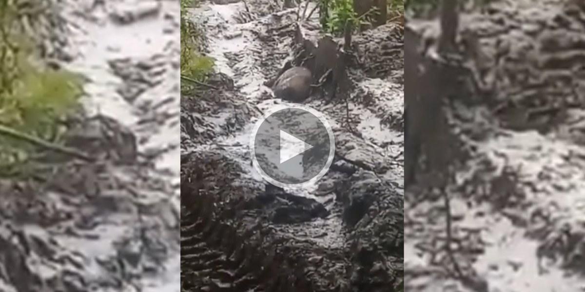 [Vidéo] Un sanglier trouvé endormi dans les ornières par un conducteur d’engin