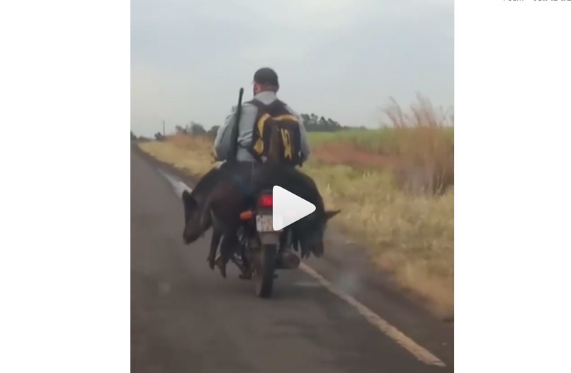 [Vidéo] Un chasseur transporte 2 sangliers sur sa mobylette