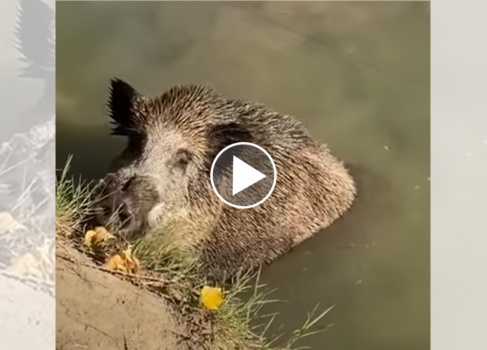 [Vidéo] Un sanglier charge 2 pêcheurs