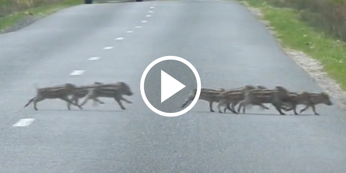 [Vidéo] Une compagnie de sangliers traverse une route avec un bon paquet de marcassins