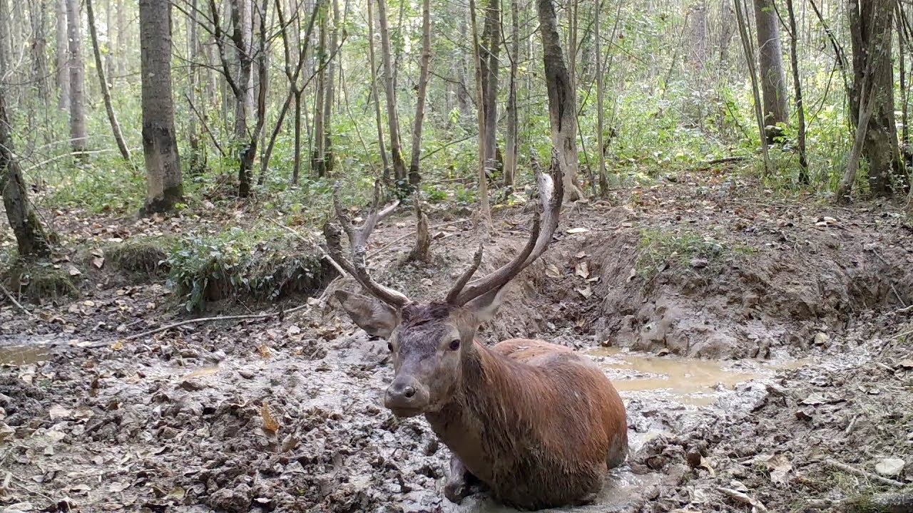 Les souilles, cet élément si important sur un territoire de chasse