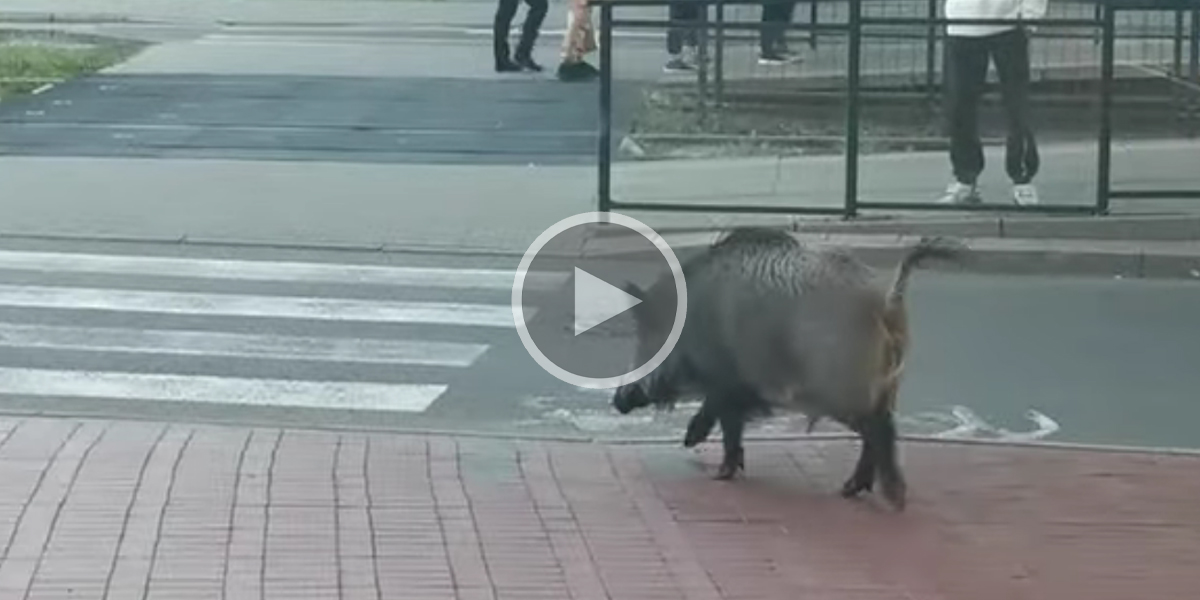 [Vidéo] Un sanglier en pleine ville traverse sur un passage piéton