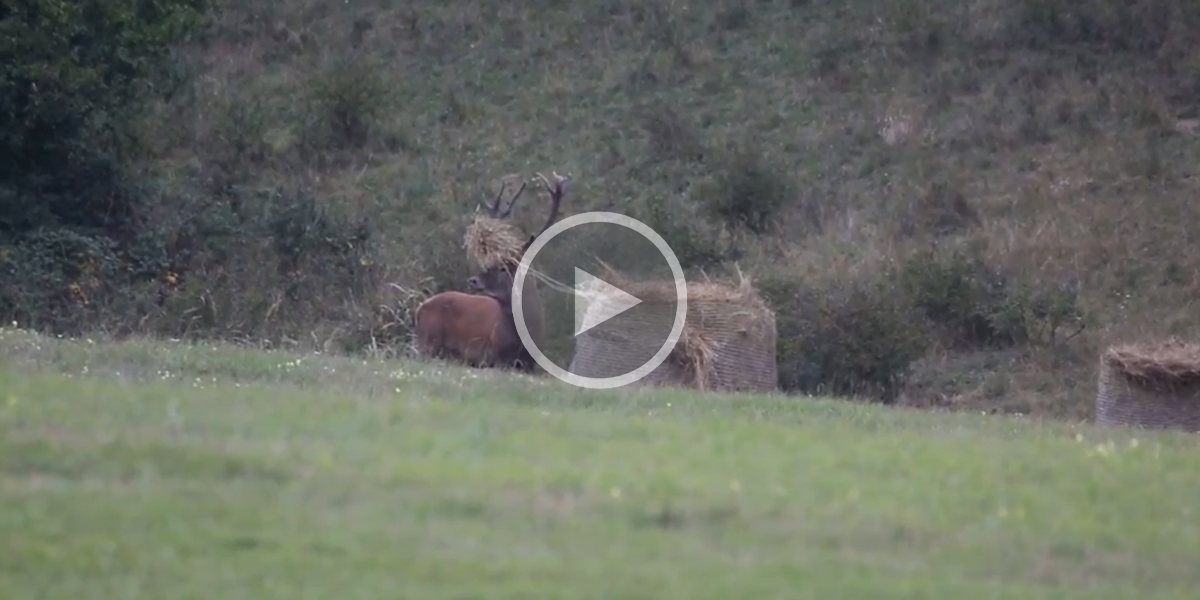 [Vidéo] Un cerf passe ses nerfs sur une botte de foin