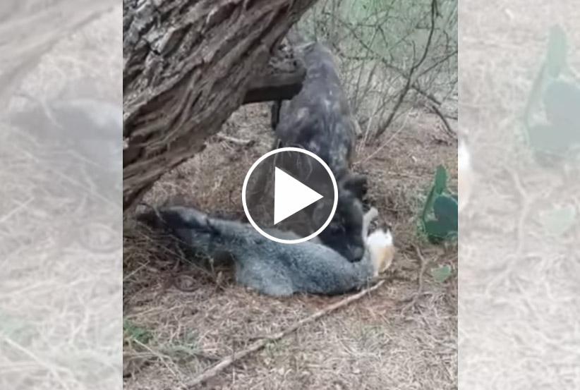 [Vidéo] Le renard le plus malin du monde fait le mort pour échapper à un chien