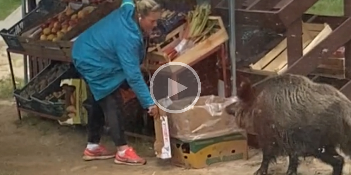 [Vidéo] Un sanglier s’attaque à une femme sur son stand de fruits et légumes