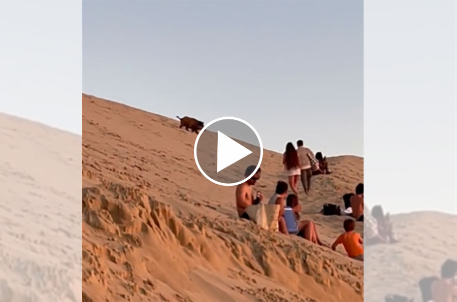 [Vidéo] Un sanglier descend la dune du Pilat au milieu des touristes