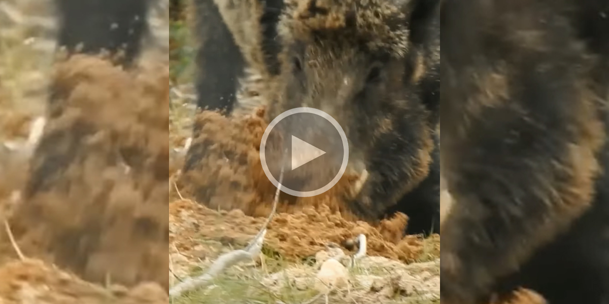 [Vidéo] Voilà ce qu’il se passe quand un gros sanglier fouille le sol