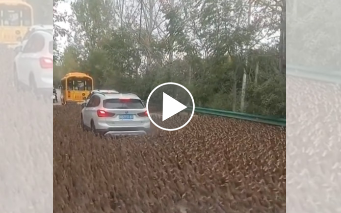 [Vidéo] Une voiture piégée au milieu de milliers de canards