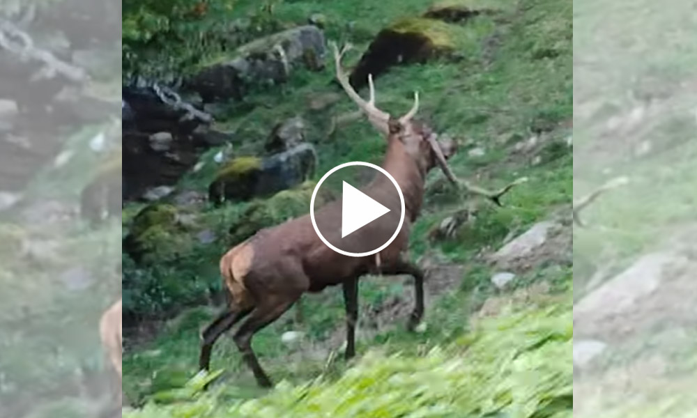 [Vidéo] Un cerf avec un bois arraché suite à un combat lors du brame