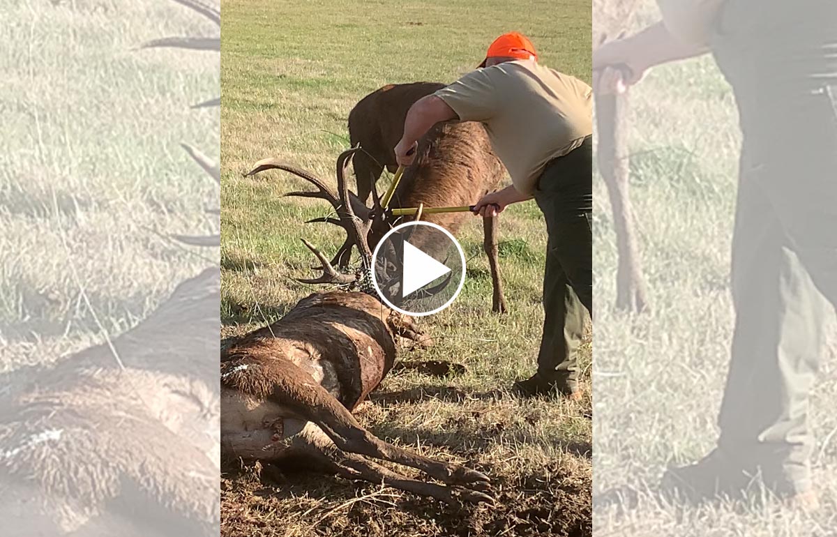 [Vidéo] Des chasseurs sauvent 1 cerf prisonnier du cadavre de son congénère