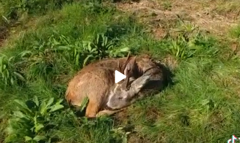 [Vidéo] Un chevreuil surpris en pleine sieste