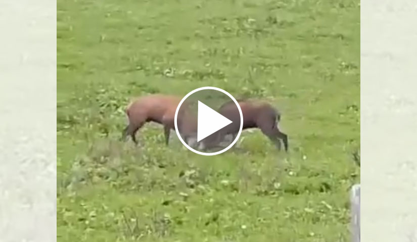 [Vidéo] Combat acharné entre 2 superbes cerfs