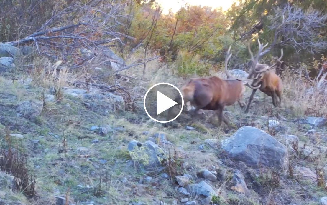 [Vidéo] Violent combat entre 2 cerfs