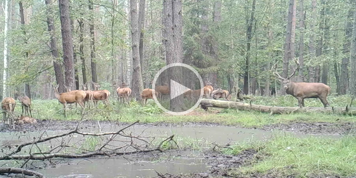 [Vidéo] Moment de vie d’une harde de cervidés