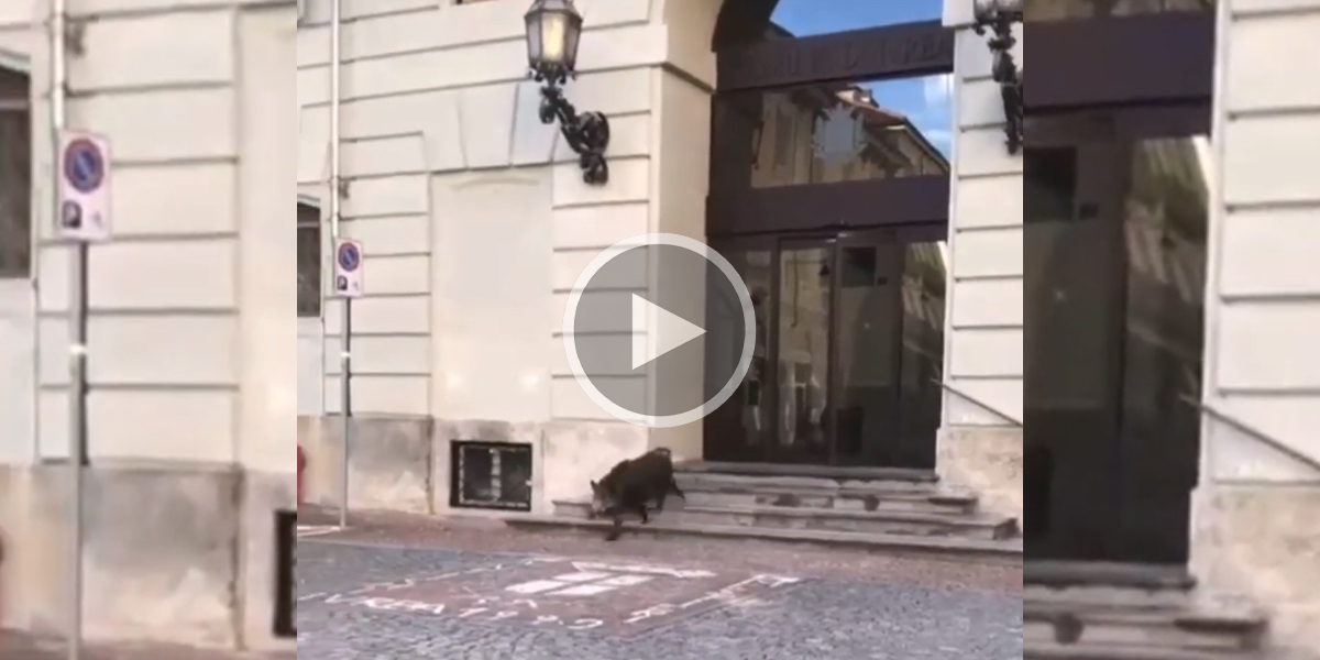 [Vidéo] Un sanglier s’enfuit du hall d’une mairie et est abattu en pleine ville