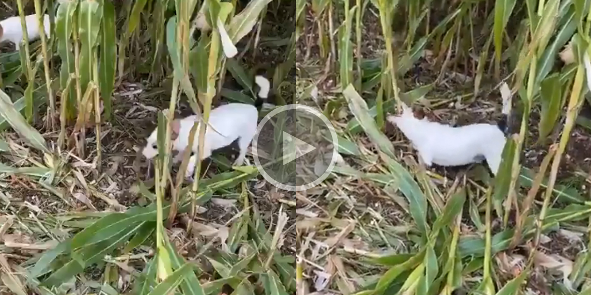 [Vidéo] Un Jack Russel très énervé contre le maïs