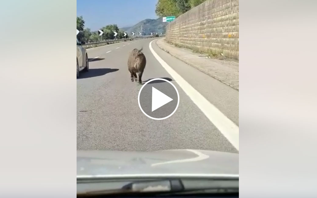 [Vidéo] Il croise un énorme sanglier sur l’autoroute